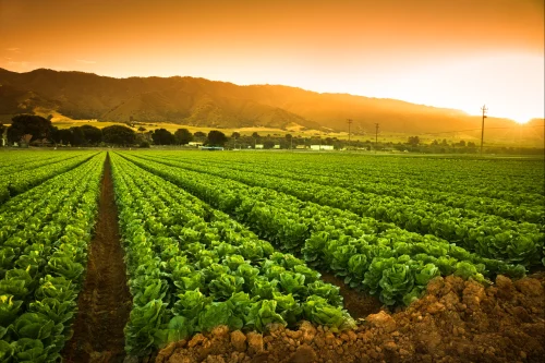 Agro Products